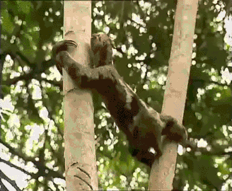 树懒 sloth 惊慌 慵懒