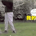 狗 汪星人 调皮