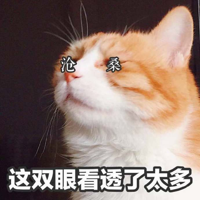萌宠喵星人这双眼看透了太多沧桑搞怪逗gif动图_动态图_表情包下载