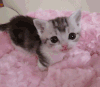 猫咪 可爱 伸舌头 大眼睛
