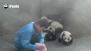 大熊猫 饲养员 可爱 洗澡