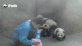 大熊猫 饲养员 可爱 洗澡