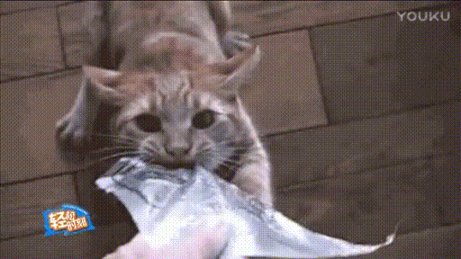 袋子是我的 猫咪 咬袋子 塑料袋