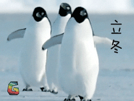 立冬 天气 企鹅 走路 笨