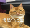 萌宠 喵星人 垮起个批脸 臭脸 憨憨 搞怪