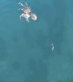 海洋 章鱼 螃蟹 可爱