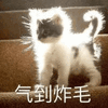 沙雕猫 猫咪 猫 可爱猫 猫表情包 猫咪表情包 小猫