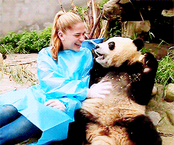 大熊猫 真可爱 吃东西