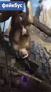 猴子 撸管 猎奇 倒挂 来一发 动物园