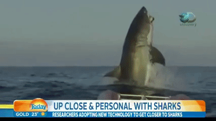鲨鱼 shark 新闻 报道