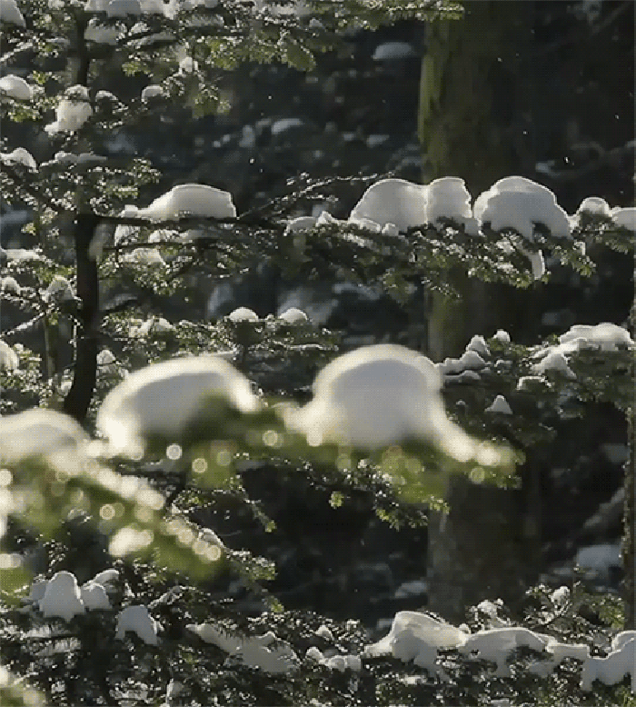 Cinemagraph 冬季 植物 雪