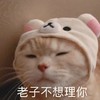 萌宠 猫星人 不想理你 生气 呆萌 可爱