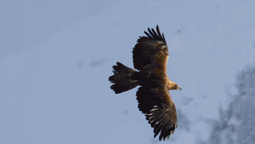 地球脉动 滑翔 纪录片 老鹰 自由