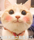 猫咪 脸红 可爱 超绝无敌之极度乖巧