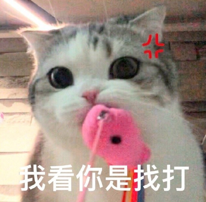 萌宠gif喵星人gif我看你是欠打gif生气gif搞怪gif逗gif