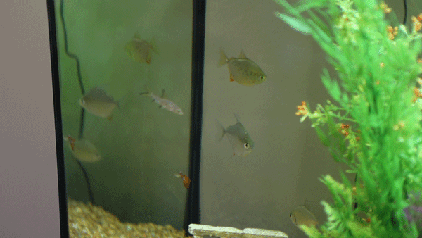 植物 鱼缸  鱼 冒泡