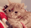 萌宠 猫 卖萌 可爱 懵