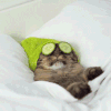 萌宠 猫星人 敷面膜 精致 享受 搞怪