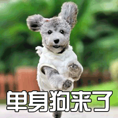 狗 汪星人 單身狗來(lái)了 萌寵 soogif soogif出品