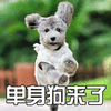 狗 汪星人 单身狗来了 萌宠 soogif soogif出品