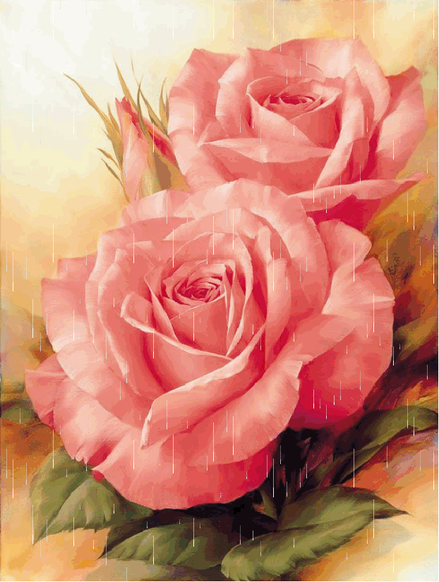 鲜花 玫瑰 漂亮 雨中 花开时节