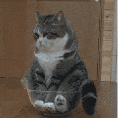 猫咪 碗 坐着 甩尾巴