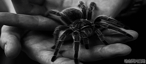 蜘蛛 动物 惊悚 恐怖 爬行 胆大