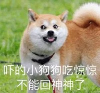 萌宠 汪星人 吓的小狗狗吃惊 不能回神了 呆萌 可爱