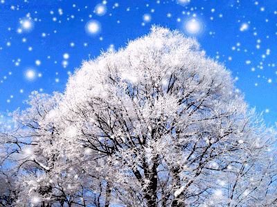 冬天 下雪 雪景 树挂