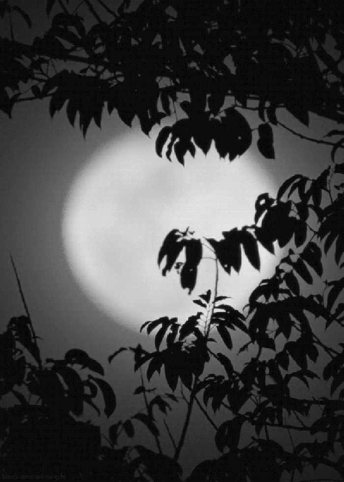 夜晚 月亮 树叶 风景