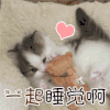 一起睡觉啊 猫咪 喵星人 奶猫 萌宠 可爱