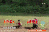 爸爸去哪儿 田地 热血 我来了