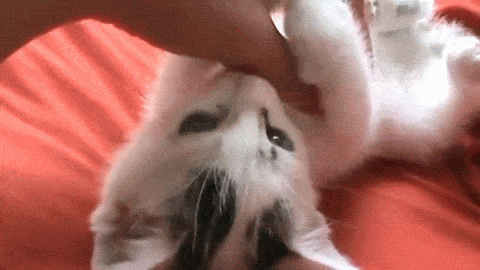 猫咪 抚摸 舔一舔 可爱