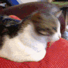 猫咪 金馆长 转头 搞笑