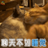 猫 萌宠 聊天不如睡觉 soogif soogif出品