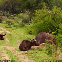 萌宠 可爱 调皮 动物