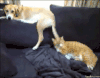 小猫 小狗 可爱 沙发