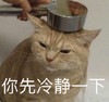 萌宠 猫星人 你先冷静一下 稍等会 呆萌 可爱