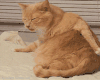 猫咪 挠痒痒 可爱 萌萌哒