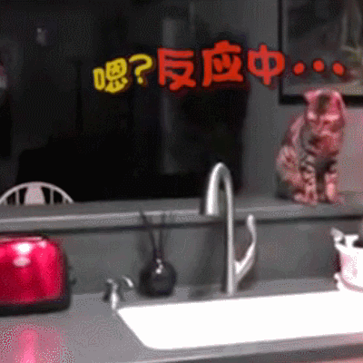 動物 可愛 萌 寵物 貓 喵星人