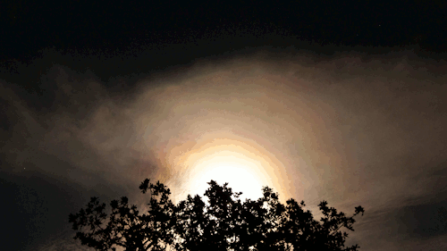 万圣节 恐怖 夜晚 月亮 艺术 德克萨斯州 吓人的 摄影 动画 黑暗的 二千零一十四 树 摄影师在Tumblr 云 怪异的 天空 时间流逝 八月 超级月亮 佳能 轮廓 弗雷德里克斯堡 月亮升起 佳能EOS 迪伦的孩子 canonxsi