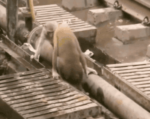 猴子 动物 猴子救活触电的朋友