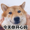萌宠 汪星人 捏捏脸 今天你开心吗 活泼 可爱