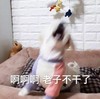 萌宠 汪星人 我受不了了 老子不干了 活泼 调皮