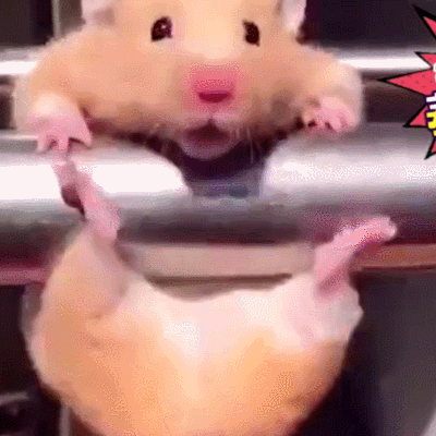 老鼠 运动 锻炼 可爱