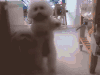 狗 跳舞 萌萌哒 搞笑 dog