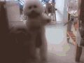 狗 跳舞 萌萌哒 搞笑 dog