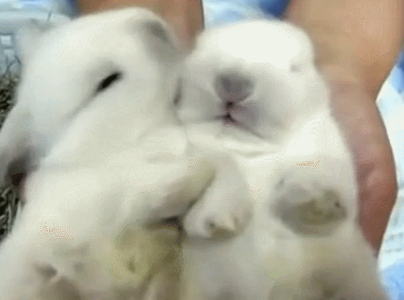 动物 萌宠 兔子 可爱