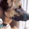 萌宠 狗狗 眼神 狗 汪星人