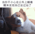 狗狗 闭眼 可爱 呆萌 搞笑
